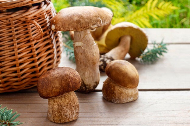 Boletus Edulis/Fotolia