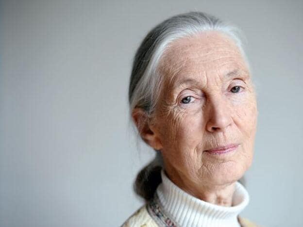 Jane Goodall, hoy, con 83 años./getty