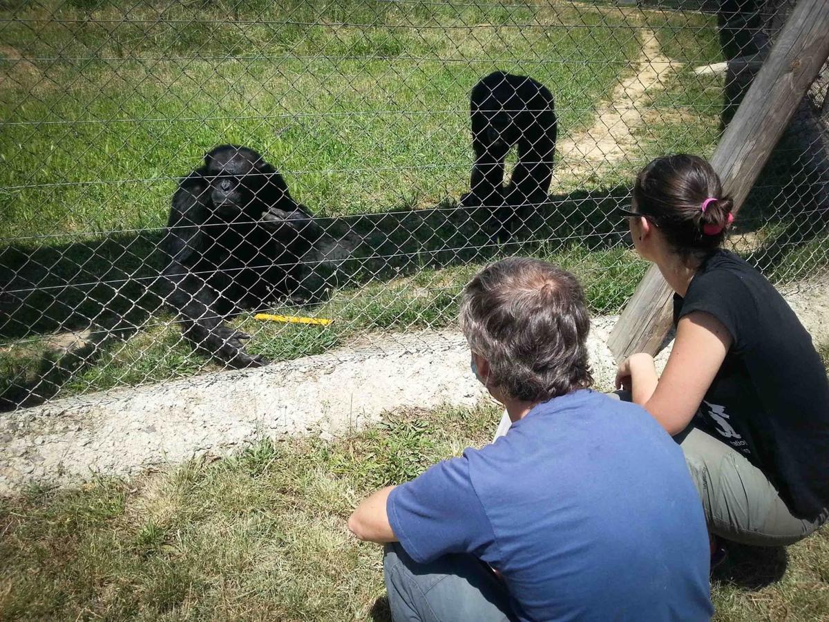 'Animal Tour' para conocer a los chimpancés y macacos rescatados en Girona (España)