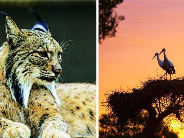 Un lince y dos cigüeñas, dos de las especies protegidas en el Parque Nacional de Doñana./ofelia de pablo/Javier zurita