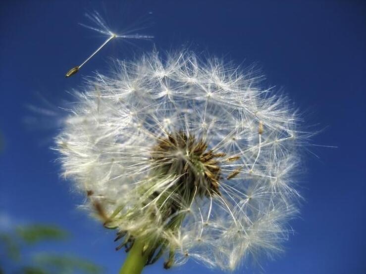 Plantas que potencian la fertilidad