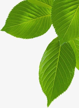 Plantas que potencian la fertilidad: Té verde