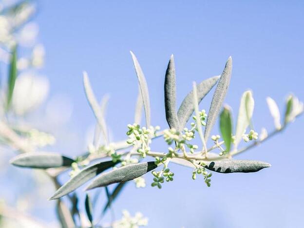 La flor del olivo, el paso previo al aceite que también tiene numerosos beneficios