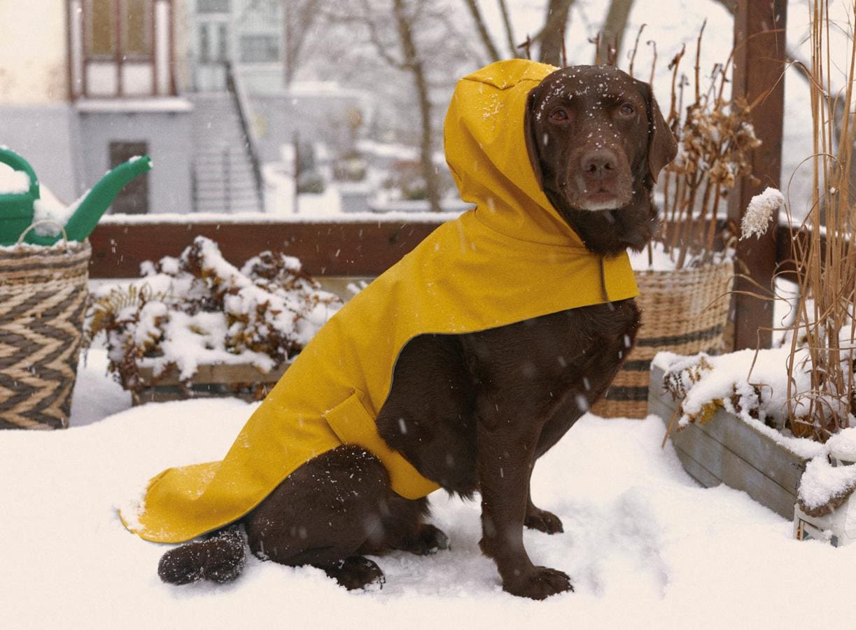 Pef Subproducto rigidez Fotos: Zara para perros: Chaquetas, correas y chubasqueros en la colección  más loca de Inditex para ir a juego con tu mascota | Mujer Hoy