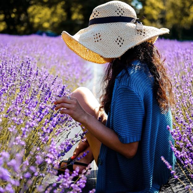 De la cúrcuma a la lavanda: las cinco mejores plantas medicinales para tratar molestias y curar 