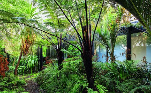 Mamaku, en Auckland (Nueva Zelanda). Más que zonas verdes, las urbes comienzan a preferir la llegada de especies invasoras.