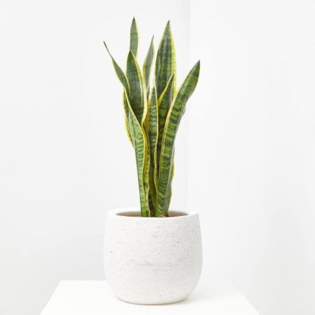 La sansevieria es una planta que purifica el aire y ayuda a estar mejor en casa.