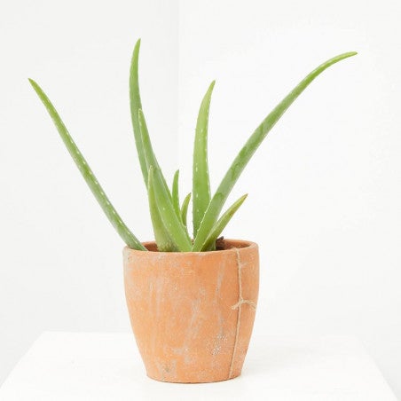 Una planta que ayuda a refrescar la casa es la Aloe Vera.