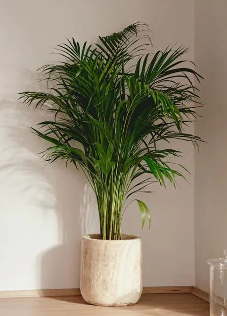 Frugal Semicírculo insalubre Atrévete a decorar con plantas grandes de interior para darle un toque  verde a tu casa este otoño | Mujer Hoy