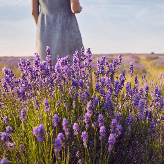 Mujer paseando por un campo de lavanda. 