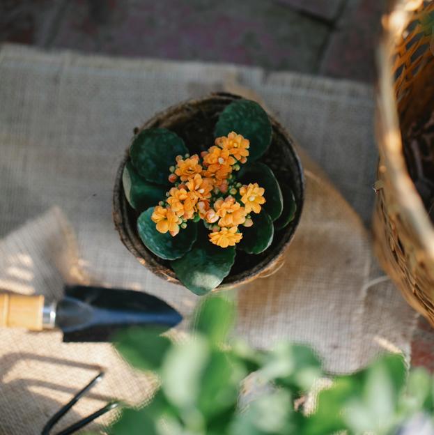 Kalanchoes: riego, luz y ubicación.