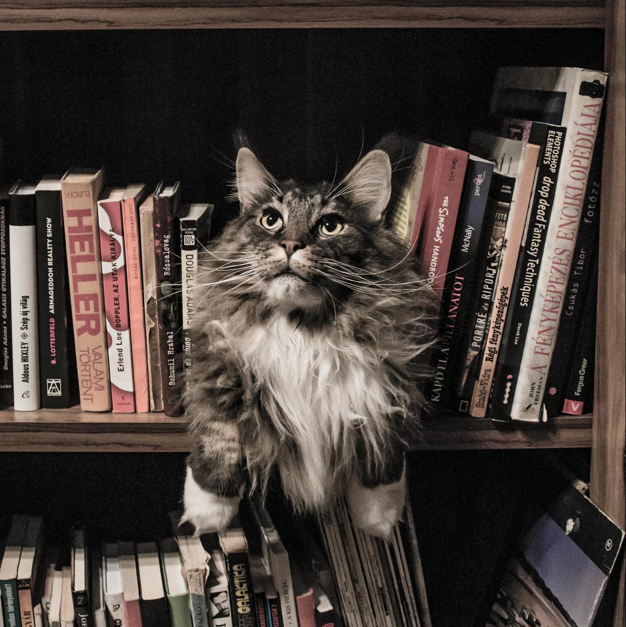 Gatos y libros, una relación que han explorado durante siglos los grandes genios de la literatura. /flickr/pexels