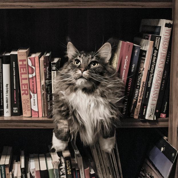 Gatos y libros, una relación que han explorado durante siglos los grandes genios de la literatura. 