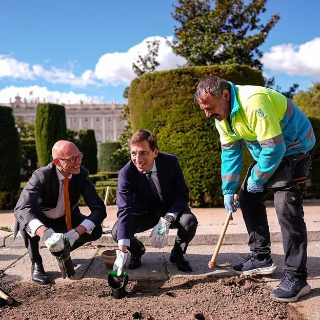 El alcalde de Madrid plantando los bulbos de tulipán. 