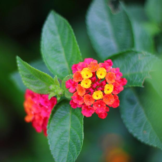 Flor de lantana.