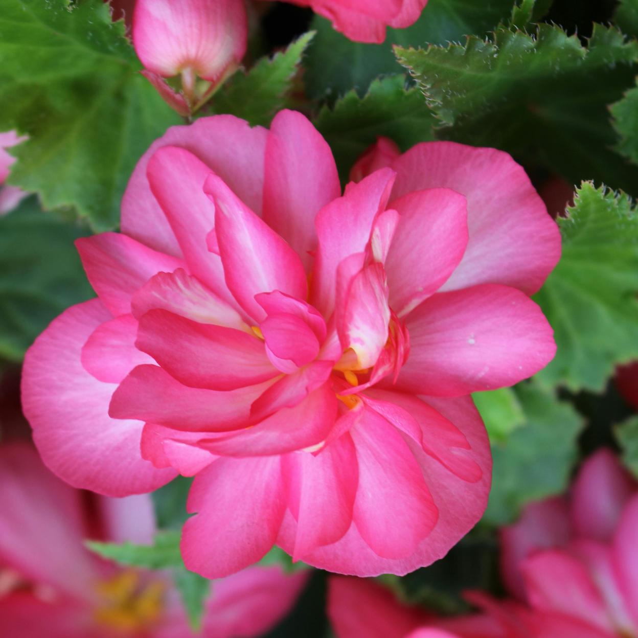 Qué tipo de begonia elegir para tu casa: de las más fáciles de cuidar a las que tienen flores preciosas todo el año