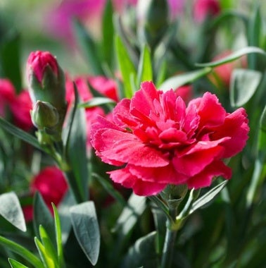 Cómo cuidar los claveles y qué significan los colores de la flor más bonita y castiza de Madrid